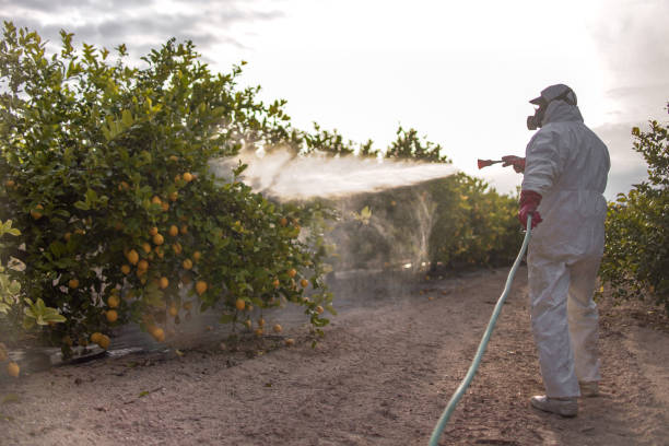 Best Ant Control Services  in Mineral Ridge, OH