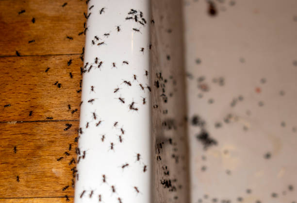 Best Insect Control  in Mineral Ridge, OH