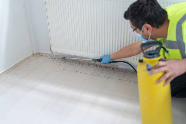Best Flea Control Services  in Mineral Ridge, OH